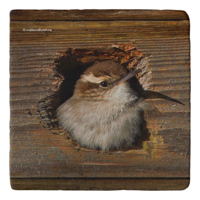 Cute Airbnb Moment Bewick's Wren in Nestbox Trivet (Front)