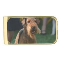 Cute Airedale Terrier
