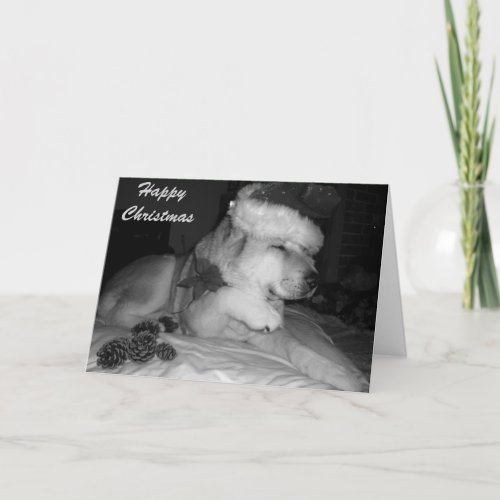 Cute akita dog giving paw santa hat cone christmas holiday card