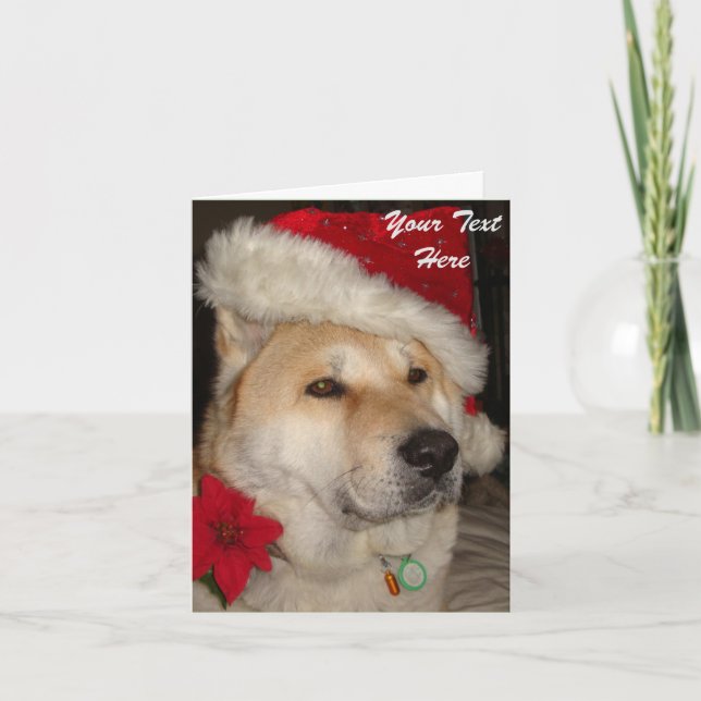Cute akita dog red santa hat pointsettia christmas holiday card (Front)