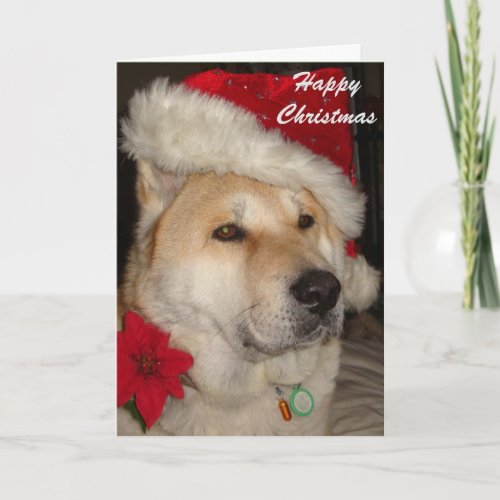 Cute akita dog red santa hat pointsettia christmas holiday card