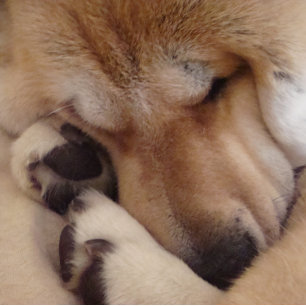 cute akita dog sleeping cuddling paws reusable grocery bag