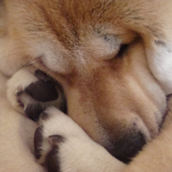 Cute Akita Dog Sleeping Cuddling Paws Reusable Grocery Bag by artoriginals at Zazzle