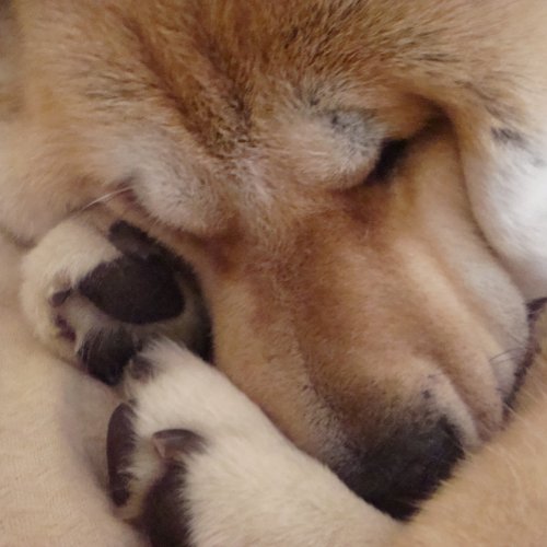 cute akita dog sleeping cuddling paws reusable grocery bag