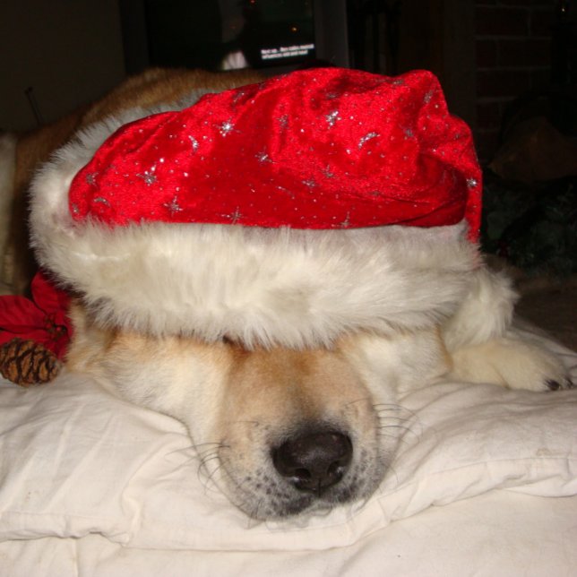 cute akita dog sleeping dressed for christmas jigsaw puzzle (Creator Uploaded)