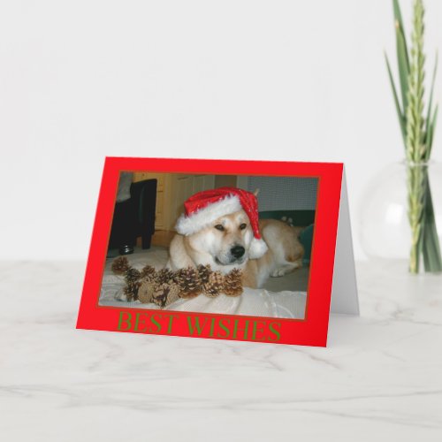 Cute akita in red santa hat with christmas cones holiday card