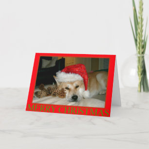 Cute akita in santa hat and cones for christmas holiday card