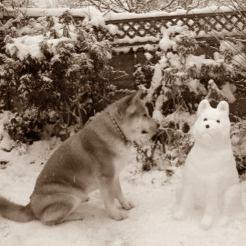 Cute Akita In Snow With Snowman Akita Dog Photo Jigsaw Puzzle by artoriginals at Zazzle