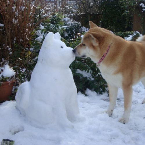 cute akita kissing snowman akita photo christmas square sticker