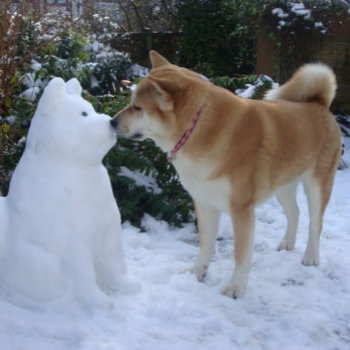 Cute Akita Kissing Snowman Akita Photograph Jigsaw Puzzle by artoriginals at Zazzle