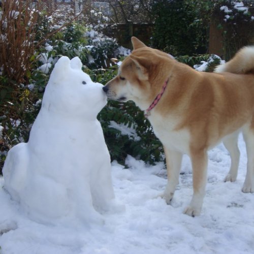 cute akita kissing snowman akita photograph postcard