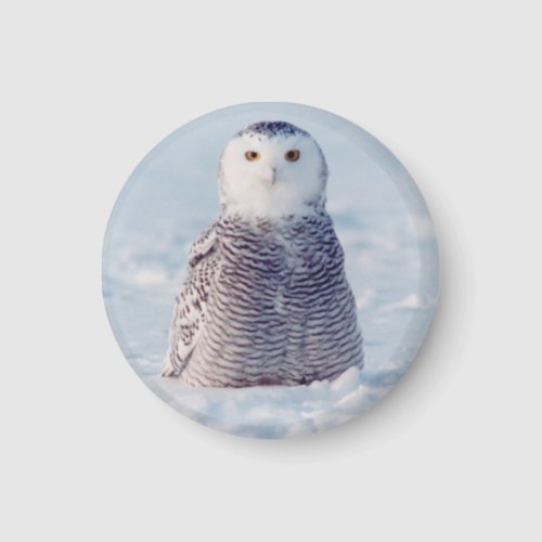 Cute Alaska Arctic Snowy Owl Photo Magnet