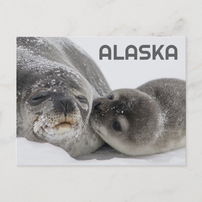 Cute Alaska Baby Seal and Mom Postcard (Front)