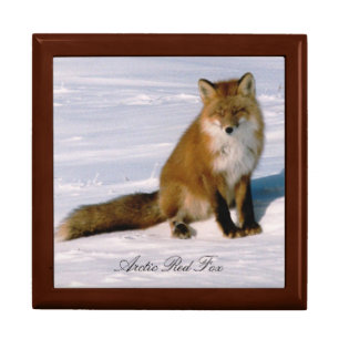 Cute Alaska Red Fox 7x6 Decorative Oak Box
