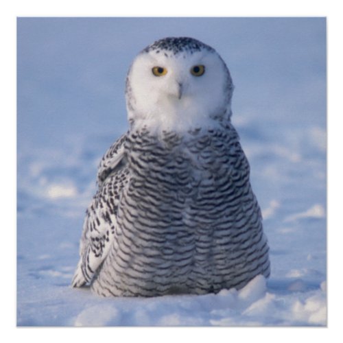 Cute Alaska Winter Snowy Owl Photo Designed Poster
