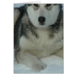 Cute Alaskan Malamute Cards