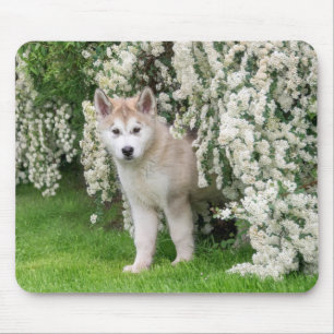Cute Alaskan Malamute Dog Puppy in Flowers Photo - Mouse Pad