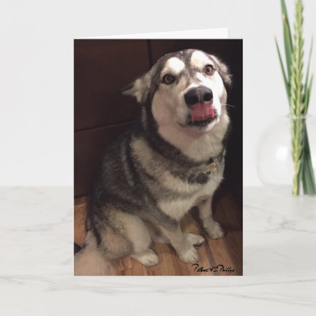 Cute Alaskan Malamute Photograph Template (Front)