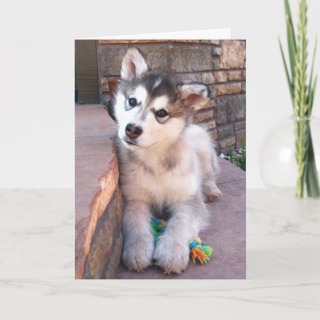 Cute Alaskan Malamute Puppy Head Tilt Photograph Card (Front)