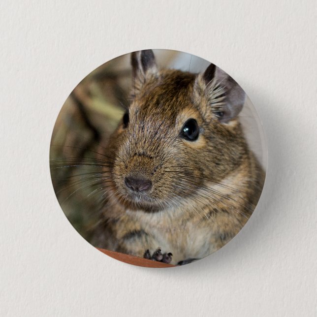 Cute Alert Degu Photograph Button (Front)