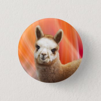 Cute Alpaca Buttons by WalnutCreekAlpacas at Zazzle
