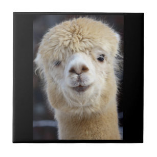 Alpaca Decorative Ceramic Tiles Zazzle