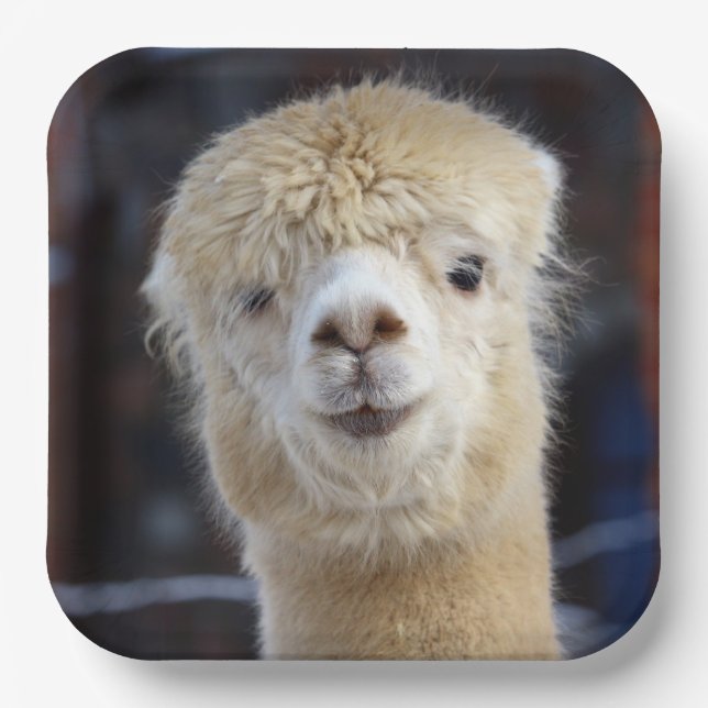 Cute Alpaca face         Paper Plates (Front)