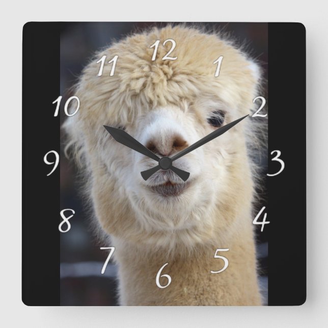 Cute Alpaca face    Square Wall Clock (Front)