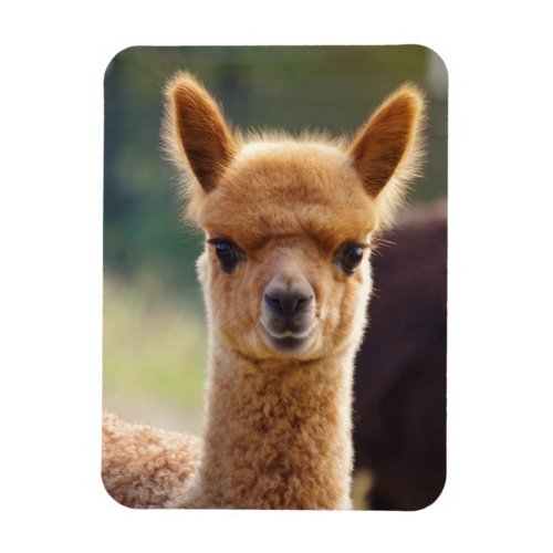 Cute Alpaca Magnet