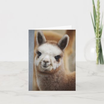 Cute Alpaca Note Card by WalnutCreekAlpacas at Zazzle