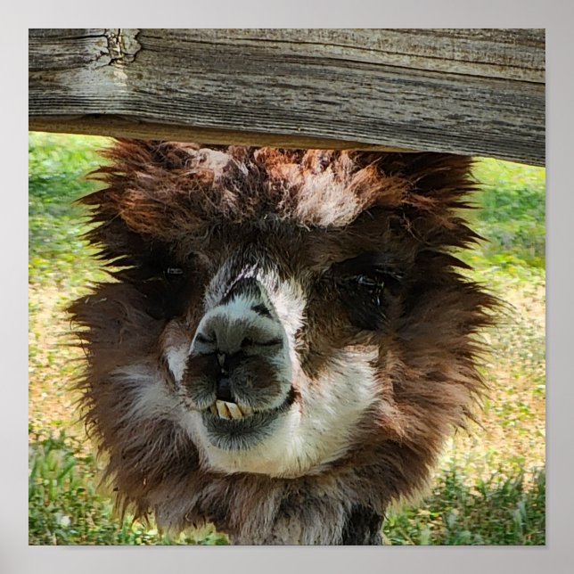 Cute Alpaca Poster (Front)