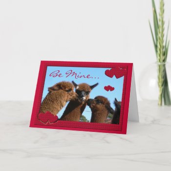 Cute Alpaca Valentines Day Greeting Card by WalnutCreekAlpacas at Zazzle