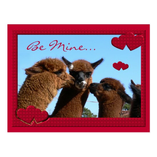 Cute Alpaca Valentines Day Postcard