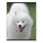 Cute American Eskimo Dog Temporary Tattoos