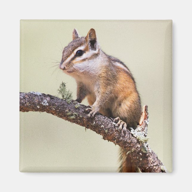 Cute and chubby chipmunk magnet (Front)