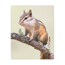 Cute and Chubby Chipmunk