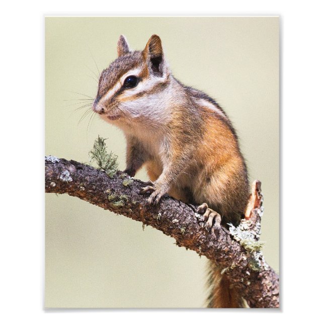 Cute and chubby chipmunk photo print (Front)