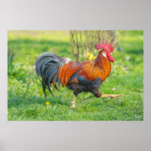Cute and Colorful Farm Homestead Rooster  Poster