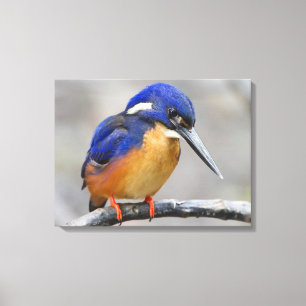 Cute and Colorful Kingfisher or Alcedinidae Bird Canvas Print