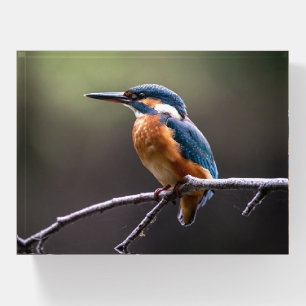 Cute and Colorful Kingfisher or Alcedinidae Bird Paperweight