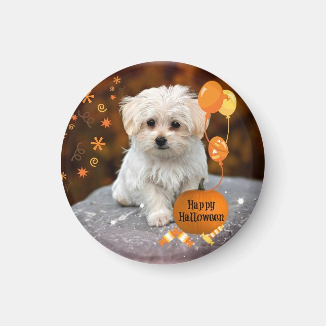 Cute and cuddly maltese puppy celebrates Halloween Magnet (Front)