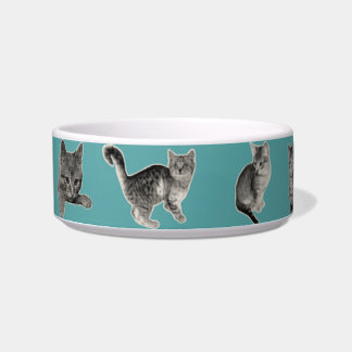 Cute and Funny Cat Bowl