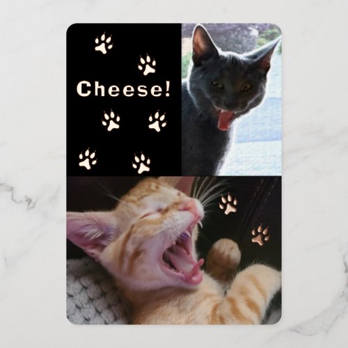 Cute and Funny Laughing Cats Greeting Card