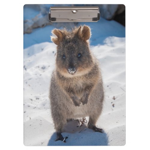 Cute and happy Quokka on the Beach Australia Clipboard