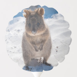 Cute and happy Quokka on the Beach in Australia Balloon