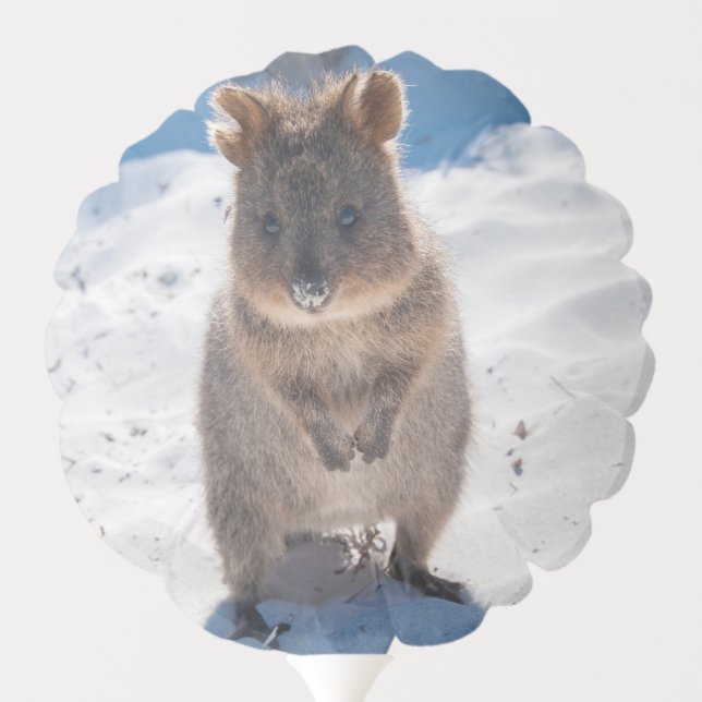 Cute and happy Quokka on the Beach in Australia Balloon (Back)
