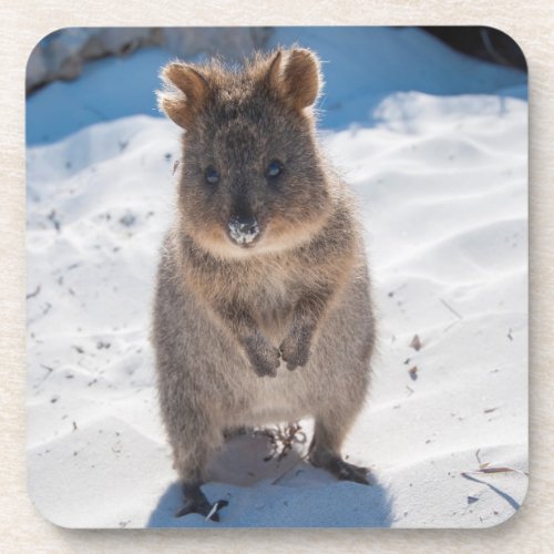 Cute and happy Quokka on the beach in Australia Beverage Coaster