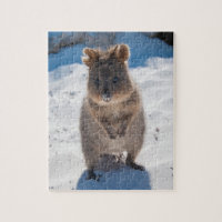 Cute and happy Quokka on the beach in Australia