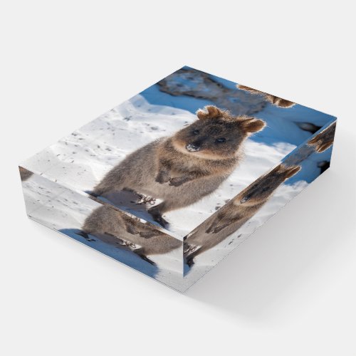 Cute and Happy Quokka on the Beach in Australia Paperweight