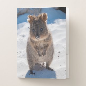 Cute and happy Quokka on the beach in Australia